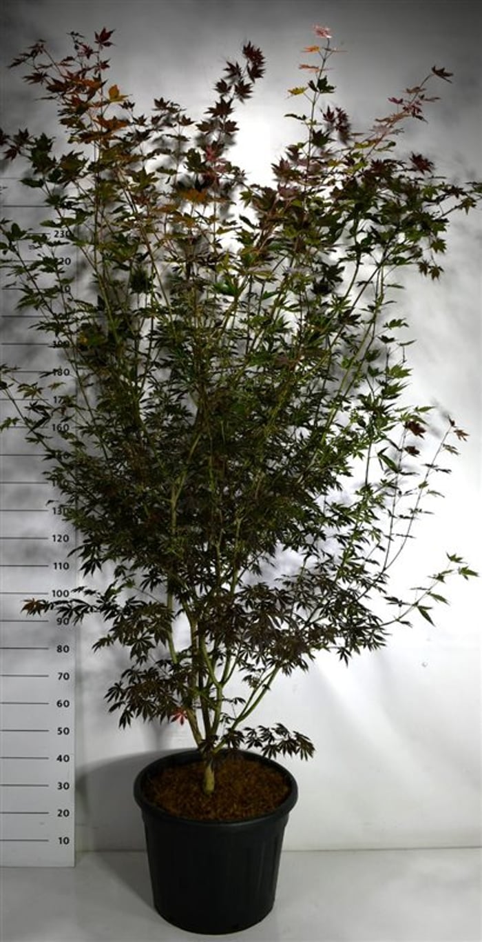 Acer pal. 'Trompenburg' - C70 200-225 CM